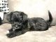 Maltipoo Puppies for sale in Chicago, IL, USA. price: $100,000