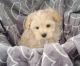 Maltipoo Puppies for sale in Wonewoc, WI 53968, USA. price: $900