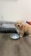 Maltipoo Puppies for sale in Oceanside, CA, USA. price: NA