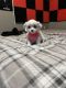 Maltipoo Puppies for sale in Kissimmee, FL, USA. price: NA