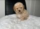 Maltipoo Puppies for sale in Dallas, TX, USA. price: $3,000