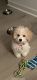 Maltipoo Puppies for sale in West Palm Beach, FL, USA. price: NA