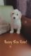 Maltipoo Puppies for sale in Rosamond, CA, USA. price: NA