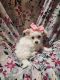 Maltipoo Puppies for sale in Fresno, CA, USA. price: NA