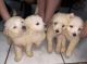 Maltipoo Puppies for sale in 1426 Bowie St, Garland, TX 75042, USA. price: $2,700
