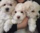 Maltipoo Puppies for sale in San Jose, CA 95122, USA. price: NA