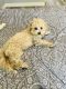 Maltipoo Puppies for sale in Estero, FL, USA. price: NA