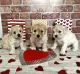 Maltipoo Puppies for sale in 9455 W Flagler St, Miami, FL 33174, USA. price: NA