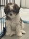 Maltipoo Puppies for sale in District Heights, MD 20747, USA. price: NA