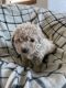 Maltipoo Puppies for sale in Puyallup, WA, USA. price: NA