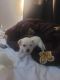 Maltipoo Puppies for sale in Perris, CA, USA. price: NA