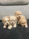 Maltipoo Puppies for sale in Lee's Summit, MO, USA. price: NA