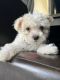 Maltipoo Puppies for sale in Lake Worth, TX, USA. price: NA