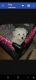 Maltipoo Puppies for sale in Bowling Green, KY, USA. price: NA