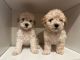 Maltipoo Puppies for sale in Las Vegas, NV, USA. price: $800