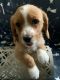 Maltipoo Puppies for sale in Moreno Valley, CA, USA. price: NA