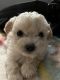 Maltipoo Puppies for sale in Denver, CO, USA. price: $300