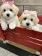 Maltipoo Puppies for sale in Richmond, IL 60071, USA. price: $1,650