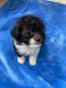 Maltipoo Puppies for sale in Moreno Valley, CA 92557, USA. price: NA
