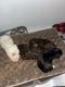 Maltipoo Puppies for sale in Riverside, CA 92509, USA. price: $140,000