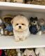 Maltipoo Puppies for sale in Usal Rd, California, USA. price: NA