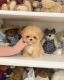 Maltipoo Puppies for sale in Usal Rd, California, USA. price: NA