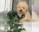 Maltipoo Puppies for sale in Maywood, IL 60153, USA. price: $700