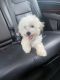 Maltipoo Puppies for sale in Germantown, MD, USA. price: NA