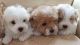 Maltipoo Puppies for sale in Springfield, IL, USA. price: $400