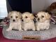Maltipoo Puppies for sale in San Jose, CA, USA. price: $750