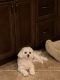 Maltipoo Puppies for sale in Overland Park, KS, USA. price: $500