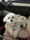 Maltipoo Puppies for sale in Overland Park, KS, USA. price: $600