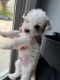 Maltipoo Puppies for sale in Hollister, CA 95023, USA. price: $800