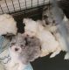 Maltipoo Puppies for sale in Morgan Hill, CA, USA. price: $150,000