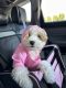 Maltipoo Puppies for sale in Milwaukee, WI, USA. price: $2,500