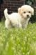Maltipoo Puppies for sale in 6600 Middlepointe St, Dearborn, MI 48126, USA. price: $1,700