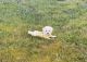 Maltipoo Puppies for sale in Rock Hill, SC, USA. price: $1,000
