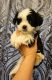 Maltipoo Puppies for sale in Godfrey, IL, USA. price: $650
