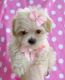 Maltipoo Puppies for sale in Summerville, SC, USA. price: $400