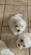Maltipoo Puppies for sale in Glendale, AZ 85308, USA. price: $600