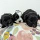 Maltipoo Puppies for sale in Miami, FL, USA. price: $950