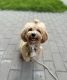 Maltipoo Puppies for sale in Milwaukee, WI, USA. price: $340