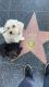 Maltipoo Puppies for sale in Koreatown, Los Angeles, CA, USA. price: $2,500