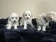 Maltipoo Puppies for sale in Bryan, TX, USA. price: $950