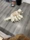 Maltipoo Puppies for sale in Dearborn Heights, MI, USA. price: NA