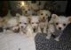 Maltipoo Puppies for sale in Woodland Hills, Los Angeles, CA, USA. price: $2,500