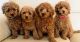 Maltipoo Puppies for sale in Dallas, TX, USA. price: NA