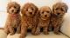 Maltipoo Puppies for sale in Beaufort, SC, USA. price: $500