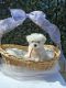 Maltipoo Puppies for sale in Los Angeles, CA, USA. price: $600