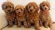 Maltipoo Puppies for sale in Florida City, FL, USA. price: $500